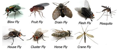 fly control houseflies fruitflies drainflies service master