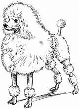 Poodle Toy Coloring Pages Printable Drawing Poodles Drawn Line Clipart Sketches Color Size Getcolorings Print Visit Getdrawings Library sketch template