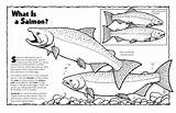 Steelhead sketch template