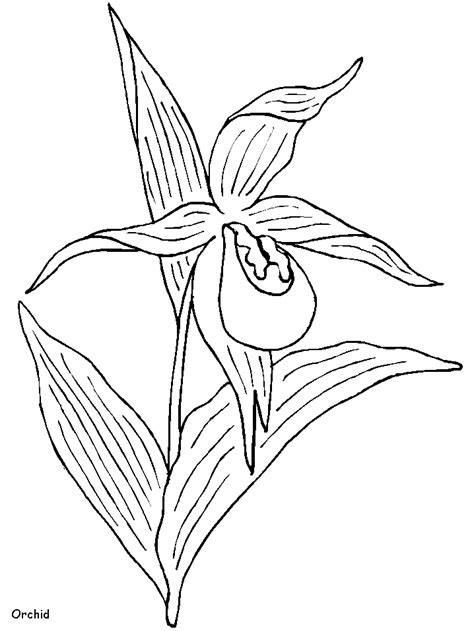 orchid coloring pages  coloring pages  kids