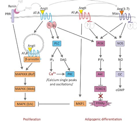 intracellular signalling pathways triggered  angiotensin receptors