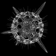 Afbeeldingsresultaten voor "hexacontium Aristarchi". Grootte: 187 x 185. Bron: www.pinterest.com