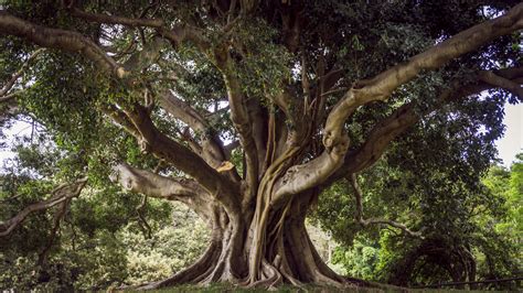 baum des lebens sydney foto bild australia park sommer bilder