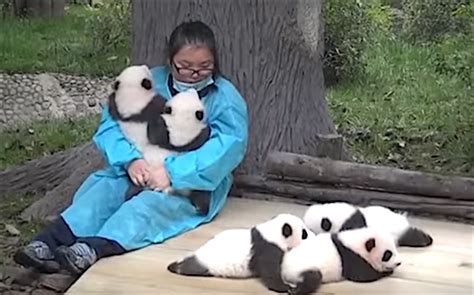 Help Wanted Professional Panda Cuddler We’re Not Joking Good News