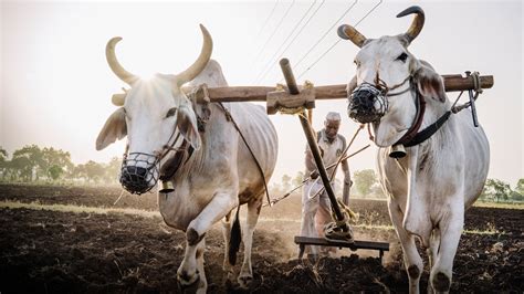 indian beef workers fight to bring back the bull market the new york