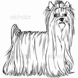Yorkshire Terrier Yorkie Coloring Pages Dog Puppy Standing Adult Stencil Akc Dogs Book Print Templates Template Yorkies Sheets Puppies Choose sketch template