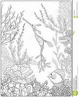 Coloring Coral Underwater Reef Adult Book Preview Plant sketch template