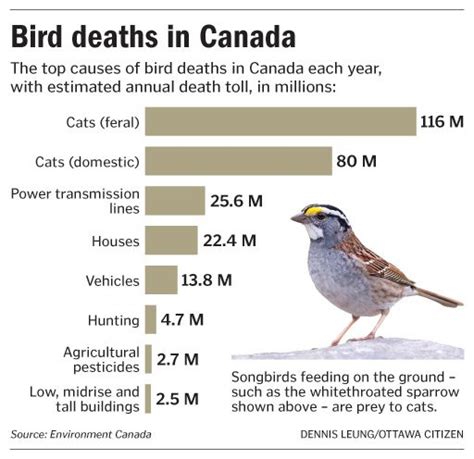 bird deaths in canada canada feral cats death