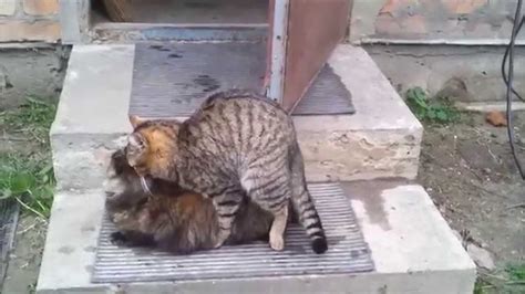 cats mating in the countryside part 3 youtube