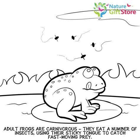 frogs coloring page  nature gift store