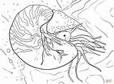 Nautilus Coloring Pages Chambered Printable Pompilius Cuttlefish Colouring Supercoloring Template Categories sketch template