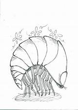 Pill Drawing Bug Pillbug Paintingvalley sketch template
