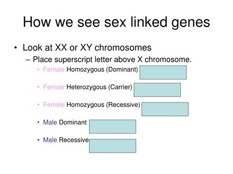 ppt sex linked genes powerpoint presentation id 2922913