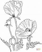 Poppies Supercoloring Mak Poppy Flower Sylwetki Kolorowanki Kolorowanka Remembrance sketch template
