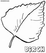 Birch Coloring Pages sketch template