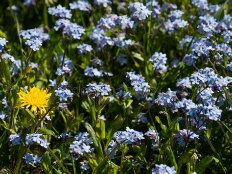 weide met blauwe bloemen en een gele dikke darm vroege lente stock afbeelding image