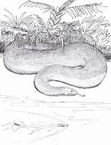 Titanoboa Coloring Designlooter Bw Cerrejonensis Avancna sketch template