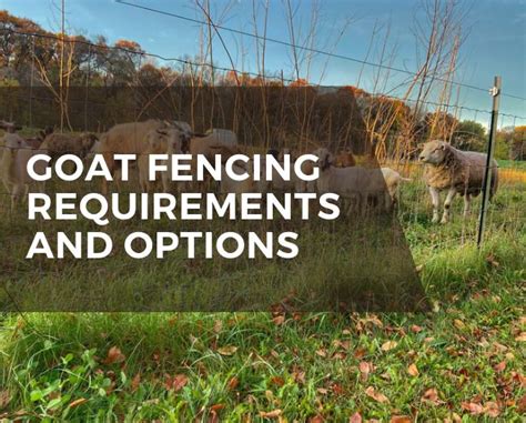 goat fencing requirements  options grazing  leslie