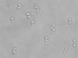 Yeast Budding Saccharomyces sketch template