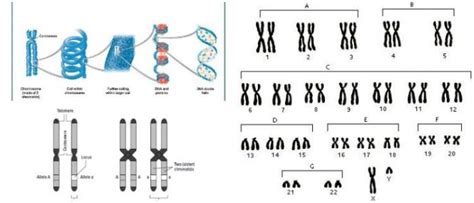 Estructura Del Cromosoma Definición Estructura Y Puntos Claves De Los