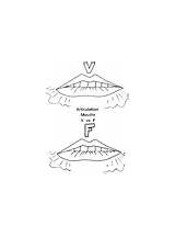 Mouths Articulation Coloring Pages Phonology Ratings sketch template