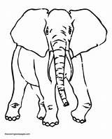 Elephant Weiner Trace Colouring Loudlyeccentric sketch template