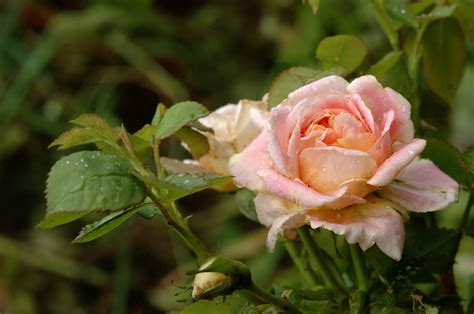 rosa alchymist  photo  flickriver