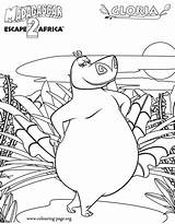Madagascar Gloria Colorat Nilpferd Escape Hippo Ausmalbild Coloringhome Erste sketch template