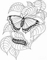 Caterpillar Borboleta Schmetterling Lagarta Bruco Borboletas Raupen Papillon Farfalla Mariposas Orugas Oruga Mariposa Folha Malvorlage Ausmalbild Monarch Kleurplaten Printloja Vlinders sketch template