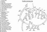 Brachytherapy Coronary Technique Applications 1st Edition Anatomic Arteries Layout Figure Doctorlib Therapy Info sketch template