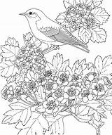 Coloring Missouri Bluebird Bird Pages Birds State Fun sketch template