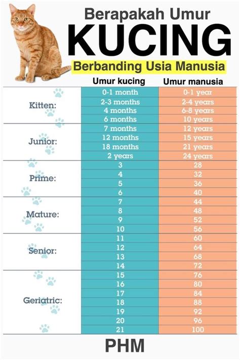 umur sebenar kucing berbanding manusia riset