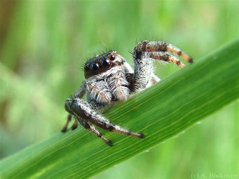 jumping spider jumping images pictures becuo