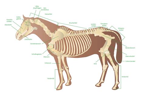 pferd und mensch ein anatomischer vergleich ist hochschule blog