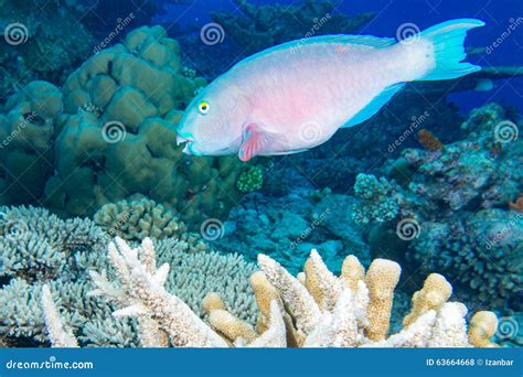 parrot fish underwater   reef stock photo image  ocean puffer