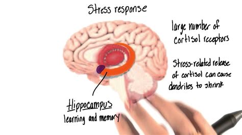 Stress Response In The Brain Intro To Psychology Youtube