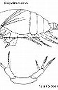 Afbeeldingsresultaten voor "brachycalanus Bjornbergae". Grootte: 120 x 130. Bron: keys.lucidcentral.org