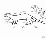 Ermine Stoat Coloring Pages Ferret Color Printable Footed Supercoloring Drawing Kids Categories sketch template