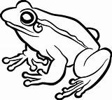 Frog Frogs Amphibian Toad Clipground Pluspng Clipartmag Pngwing sketch template
