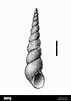 Afbeeldingsresultaten voor "ebala Nitidissima". Grootte: 71 x 101. Bron: www.alamy.com