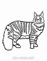 Coon Cats sketch template