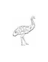 Coloring Flightless Bird Feathered Emu Soft sketch template