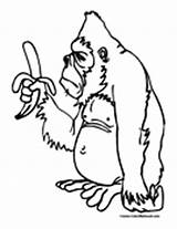 Ape Coloring Pages Apes Colormegood Animals sketch template