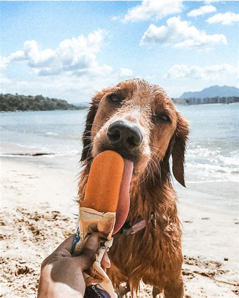 coolest ready  summer dogs diy darlin