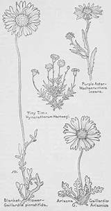 Gaillardia Spring Yellow Aster Flowers Arizona Sunflower Wild Arizonica Compositae Family sketch template