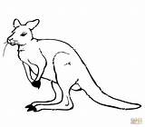 Kangaroo Coloring Cute Pages Printable Wallaby Clipart Drawing Kangaroos Color Baby Supercoloring Template Sheet Kids Sketch Mammals sketch template