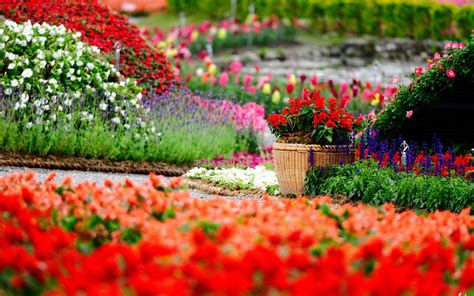 hd flowers garden colorful flowers spring image