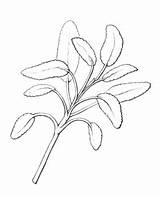 Drawing Herb Herbs Getdrawings sketch template
