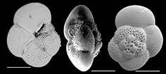 Afbeeldingsresultaten voor "globorotalia Scitula". Grootte: 236 x 106. Bron: www.mikrotax.org