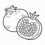 Fruits Pomegranate sketch template